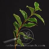 WEIGELA v.d.