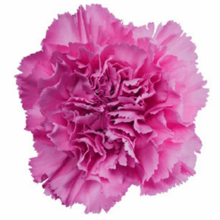 Carnation Pixel Lotus holex