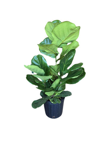 8" POTTED FIDDLE LEAF FIG