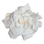 Gardenia White preserved holl box