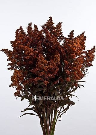 SOLIDAGO MARTIGRAS (ORG.)esm.