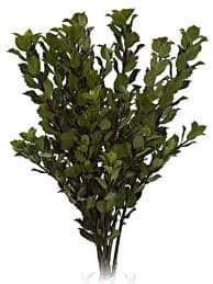 ITALIAN HOLLY s.v.
