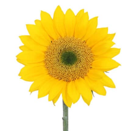 Sunflowers Gold esmeralda sel(