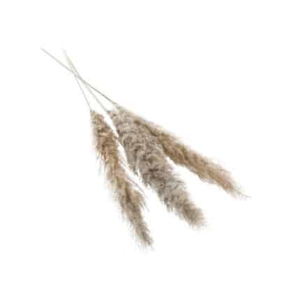 Pampas Grass 47"-53" 3/pk - Q ACC 66662.75
