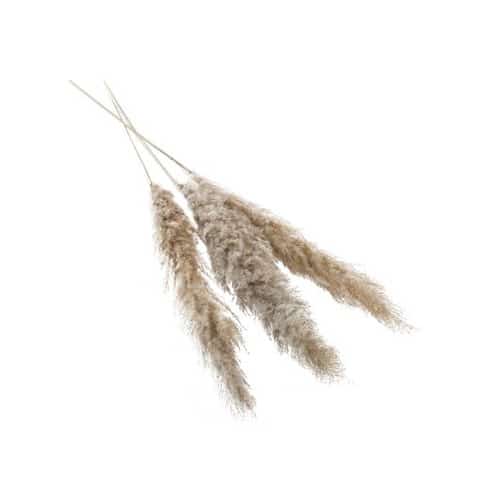 a264a212-7ac7-4acb-bf72-a7bfd890912b.jpg Pampas Grass 47"-53" 3/pk - Q ACC 66662.75 - Image 1