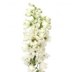 Delph Candle White fresca