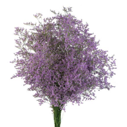 Limonium Misty Blue bmark