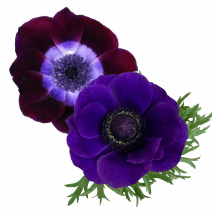 Anemonie Blue&Wine x5