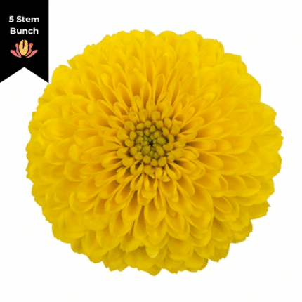 Mum Disbud Ball Yellow sole (x5 stems)