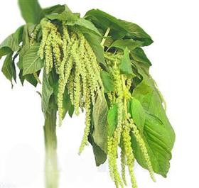 a2847e21-d24a-4a6f-a811-e840b9b681ce.jpg Amaranthus Green Hanging can. - Image 1