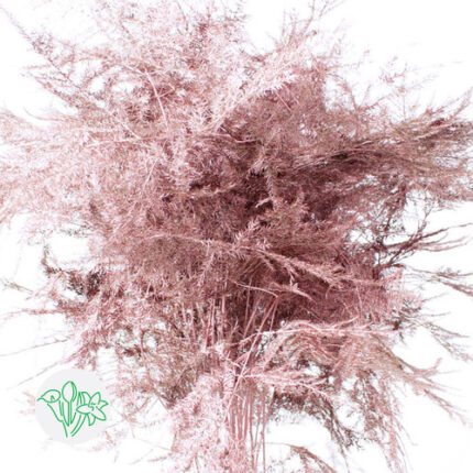 Asparagus Feather RoseGold hol