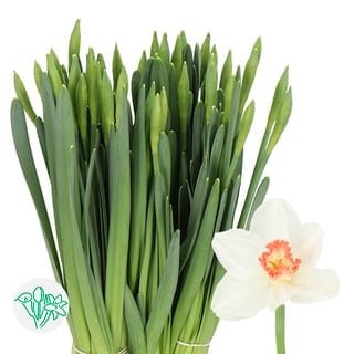 Daffodil Pink Perfection holl