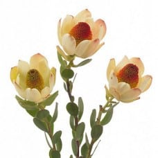 Leuco Discolor paradise