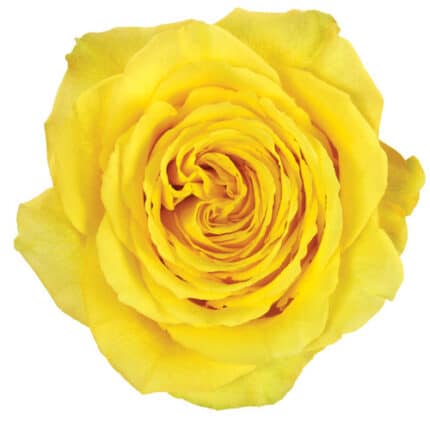 Rose Yellow 50cm naranjo