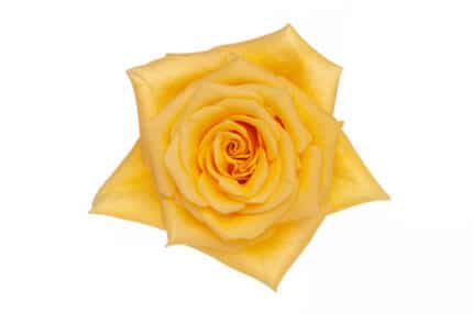 Rose Momentum 40cm rprima