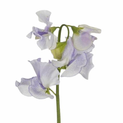 Sweet Pea Lavender Wedding hol