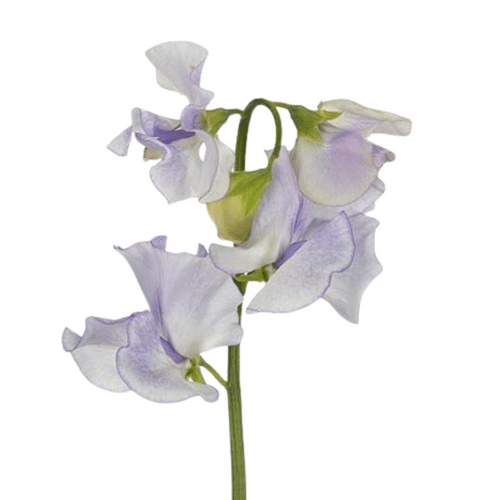 a2b5013d-9f09-4de7-850e-86170ed0e87b.png Sweet Pea Lavender Wedding hol - Image 1