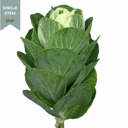 Brassica Corgy White