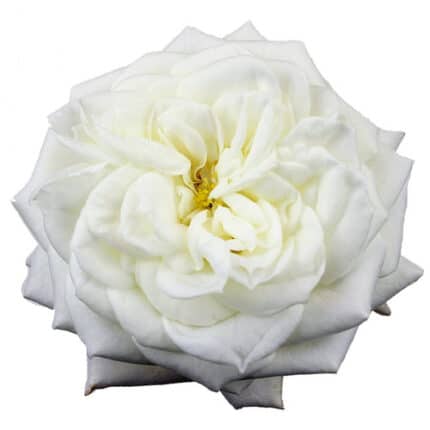 Rose Gdn Ashley Wht. florecal(12st)