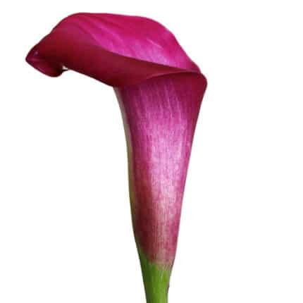 Calla Sumatra cont fl