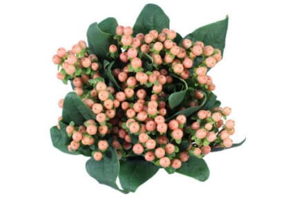 Hypericum Peach rio -