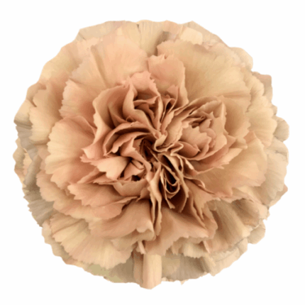 Carn. Sel Caramel Antique bmar