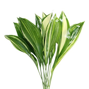 Aspidistra Varigated