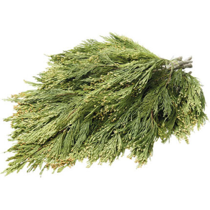 B903 GREEN INCENCE CEDAR 25LB