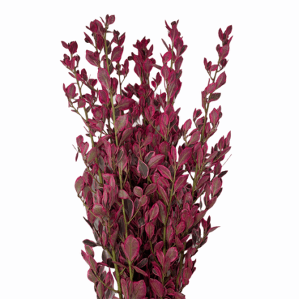 Rhamnus Bqt Tinted Red mellano