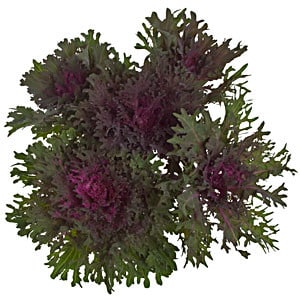 Kale Bride Wine holl(st)