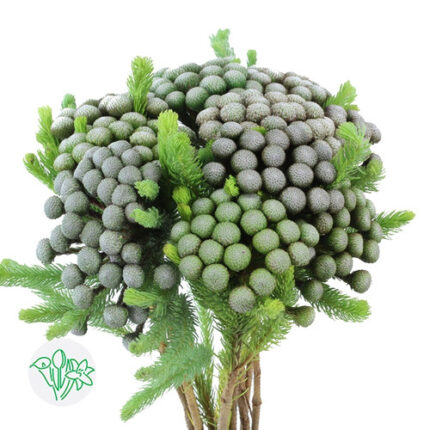 Brunia Albiflora holex