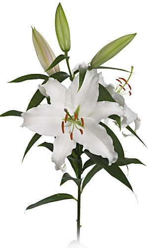 Lily Zambesi canada