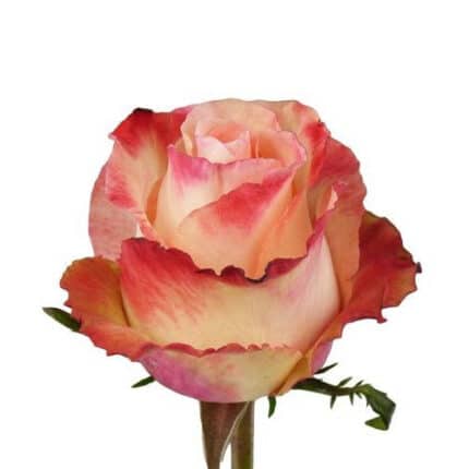 Rose PeachAubade 70cm rprima