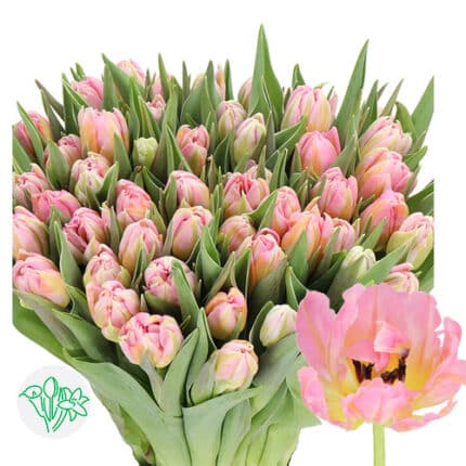 Tulip Dbl Pink holl