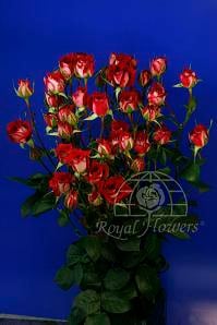 RoseSpray Red rfi