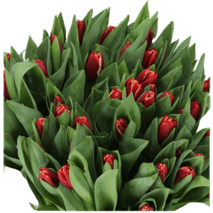 Tulip Burg holl ss dmaster