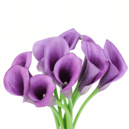Callas Paco sole