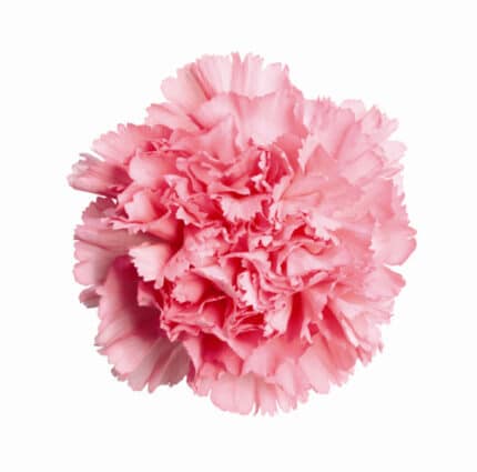 Carn. Fancy Pink bmark