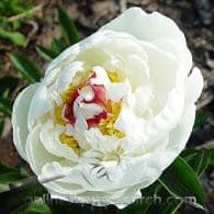 Peony Fesitva maxima holl
