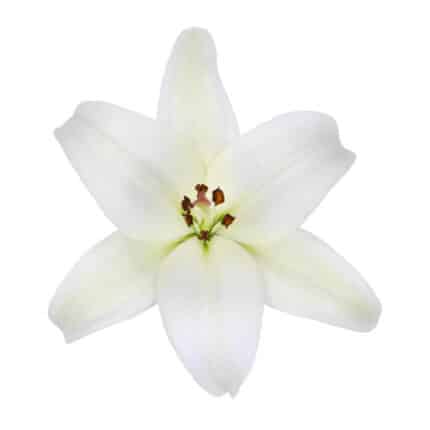 Lily LA White Continental