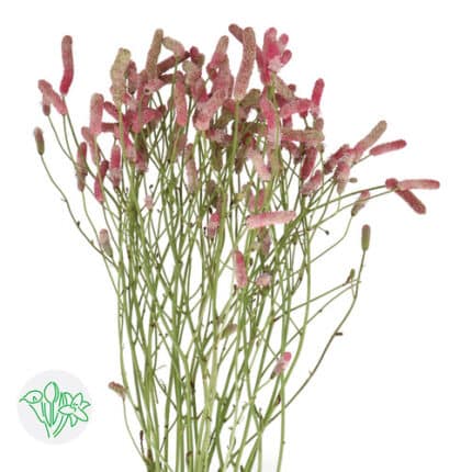 Sanguisorba Pink Tanna holl