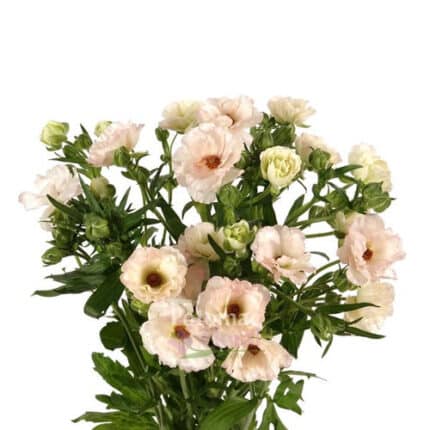 Ranunculus Butterfly Blush s.v