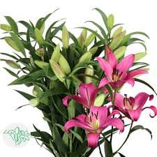 Lily Profundo holl(dkpk)