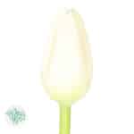 Tulip French White holl - Image 2
