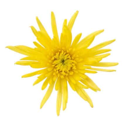 Mum Delistar Yellow rio