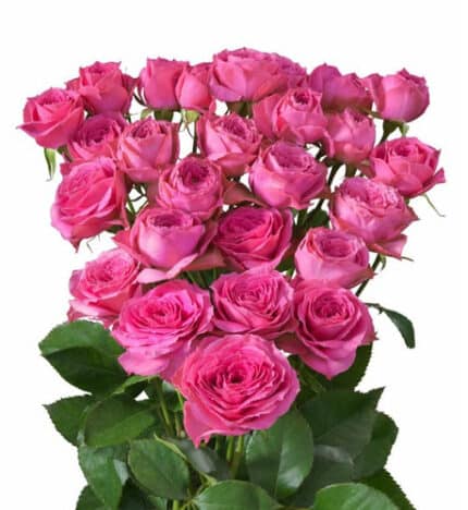 RoseSpray Pink Bijoux