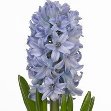 Hyacinth SkyJacket