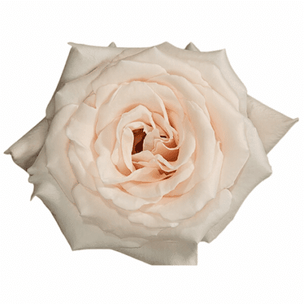 Rose Champagne 70cm Sunrite