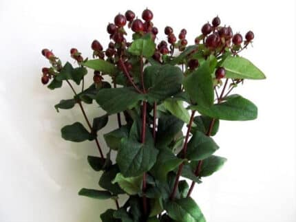Hypericum Magical Wine 70cm ch