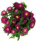 Aster Matsu Hot Pink canada